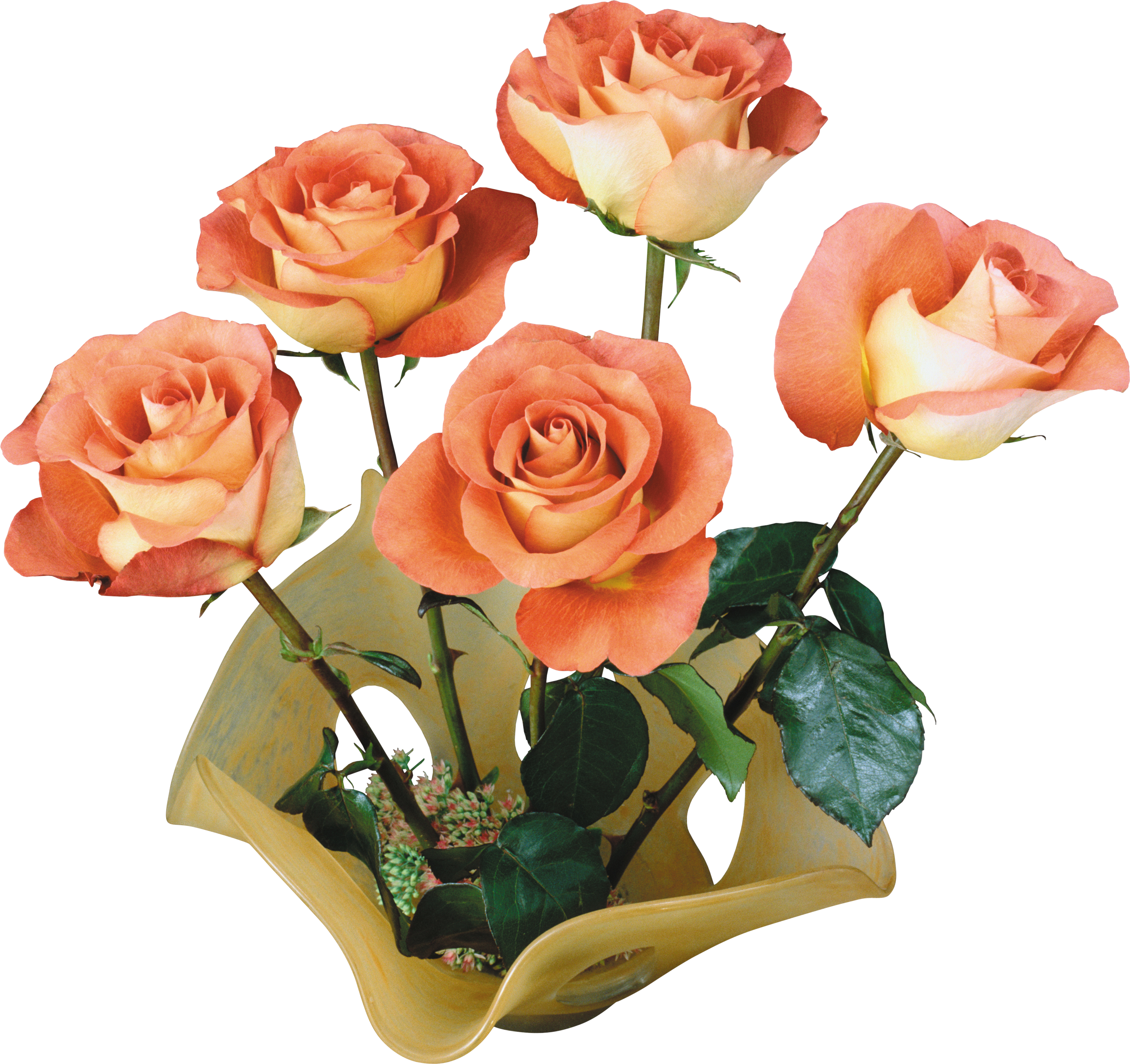 Оранжевые розы. Букет роз на прозрачном фоне. Оранжевые розы букет.