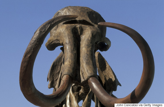 ADULT MALE HEBIOR MAMMOTH. MAMMUTHUS PRIMIGENIUS. WOOLY MAMMOTH. 11,000 YEARS OLD.