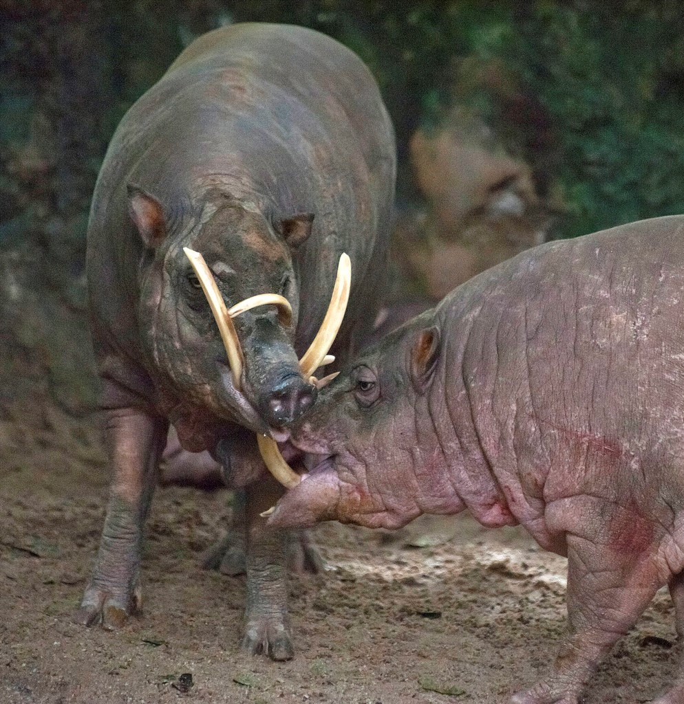 Олене свинья. Сулавесская бабирусса. Свинья бабирусса. Свинья с острова Сулавеси.