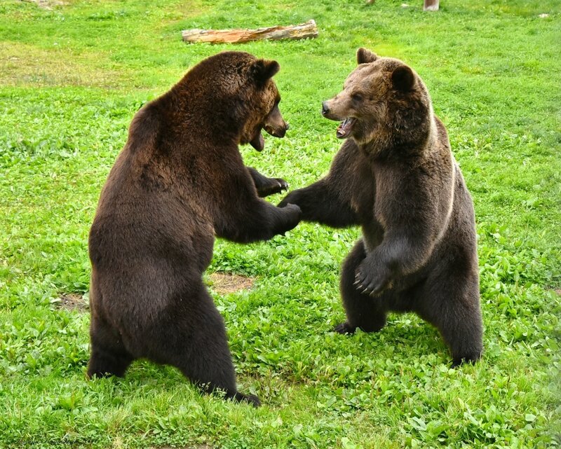 Повстречались два медведя...