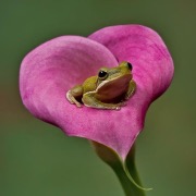 Лягушка на цветке