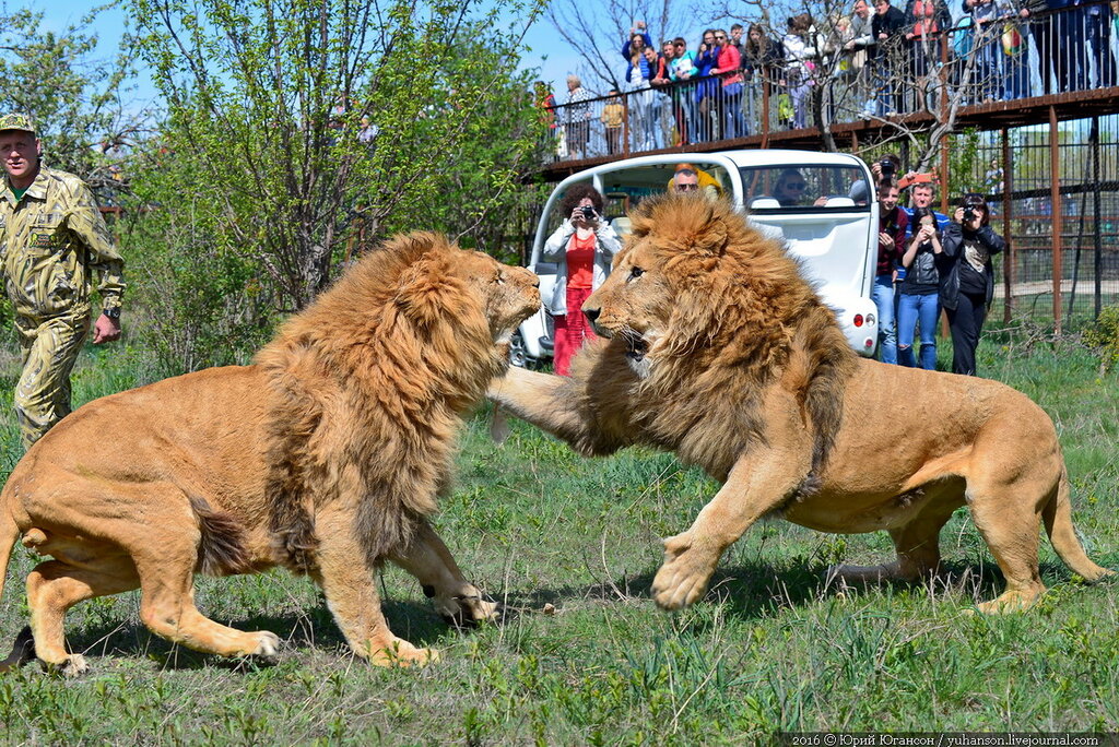 Снова будут драки царей! Открытие сезона в Парке львов Тайган
