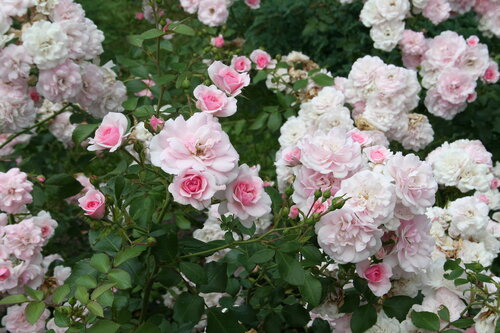 Розы в Марфо-Мариинской обителт