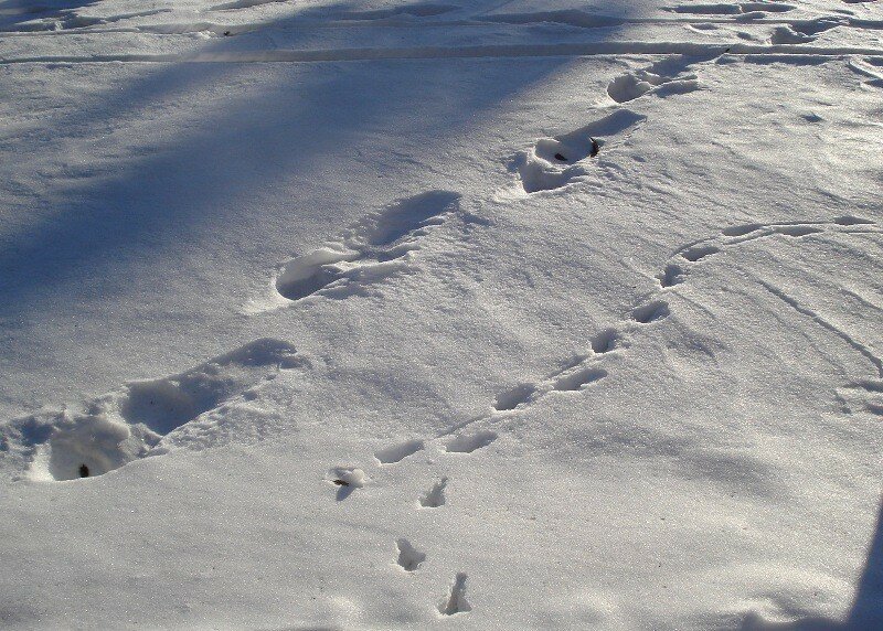 Скоро сугробы. Птичьи следы на снегу. Птичьи следы на снегу от крыльев. Птичьи следы на снегу картинки для детей. Следы танков на Снежном поле.