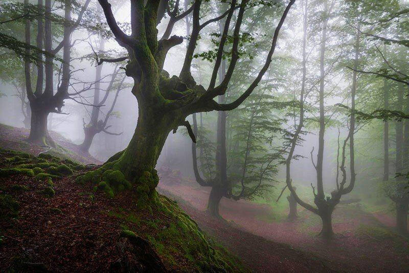 Национальный парк Горбеа (Gorbea Natural Park) - мистический лес северной Испании