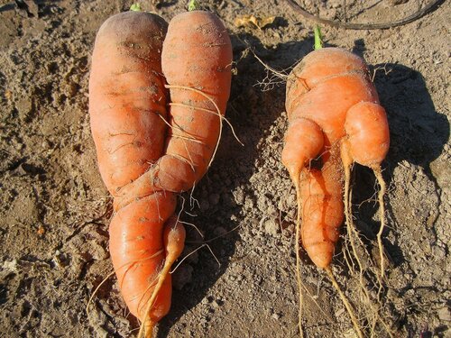 Морковные фантазии
