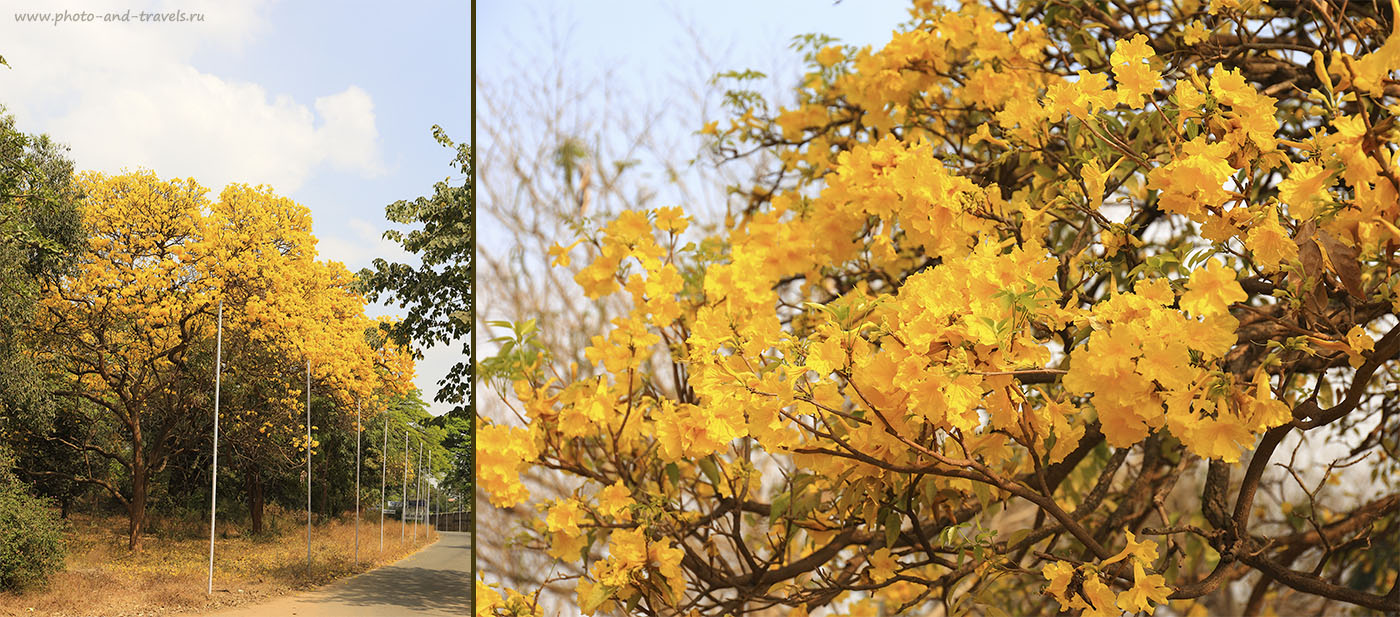 Фотография 1. Отдых в Индии в штате Карнатака. Прогулки по городу Бангалор. Кассия