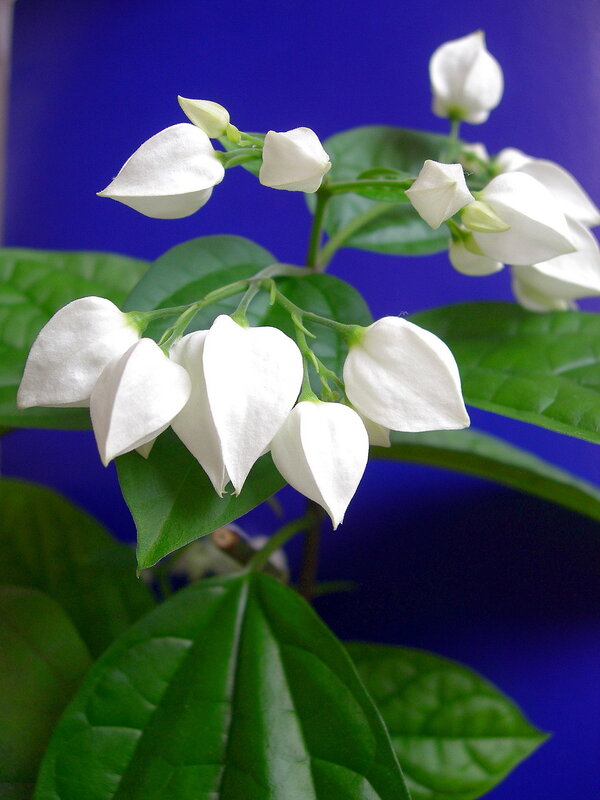 Белый цветок домашний название. Клеродендрум спатифиллум. Клеродендрум и физалис.