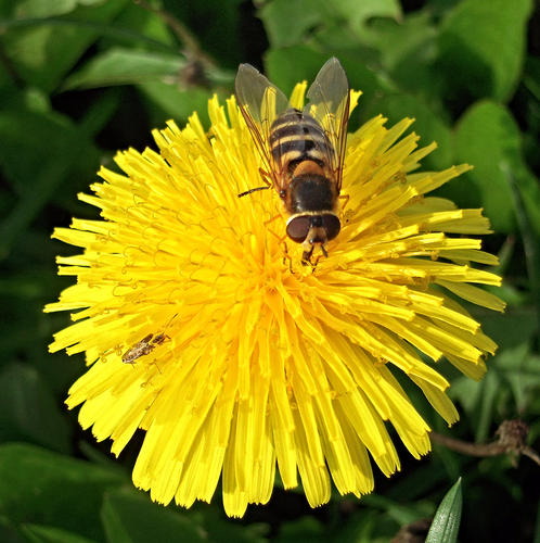 Пчёлка на осеннем одуванчике