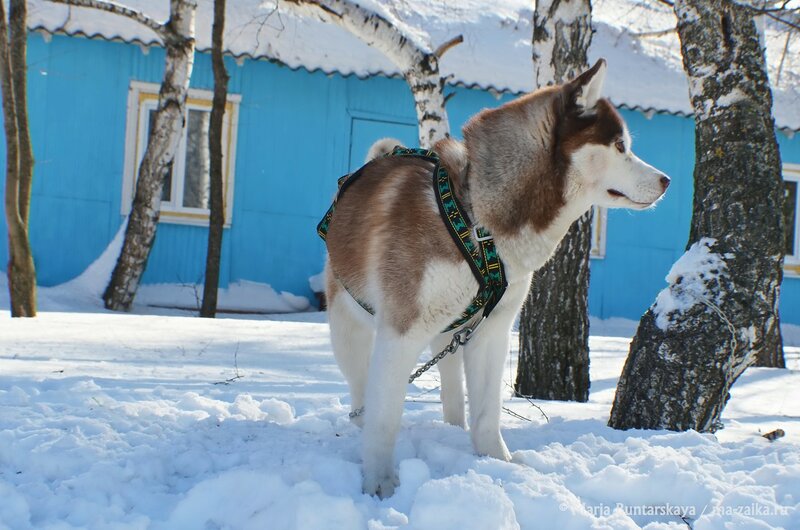 Навстречу ветру, Саратов, Кумысная поляна, 23 февраля 2015 года