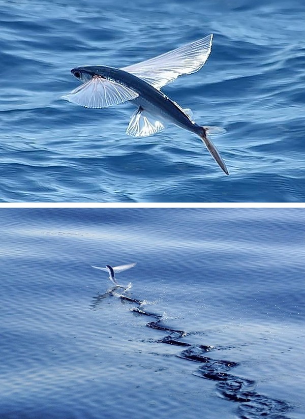 Крылья летучей рыбы. Летучая рыба биплан. Летающая рыба. Морская летучая рыба. Четырёхкрылая летучая рыба.