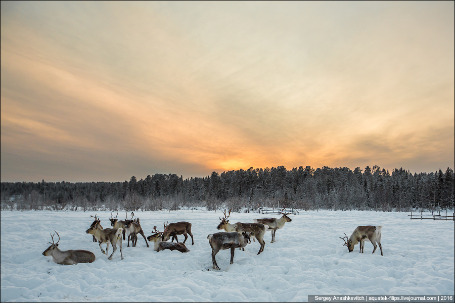 Reindeer Lapland / Олени Лапландии