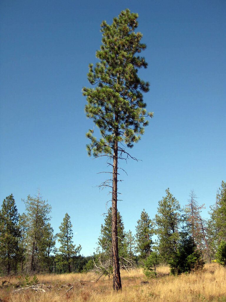 tall tree