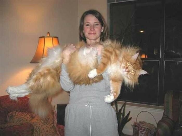 Фотографии огромных котов, которые думают, что они котята
