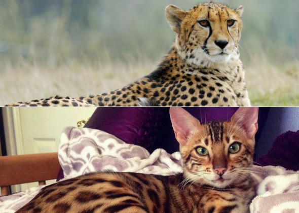 бенгальская кошка и гепард