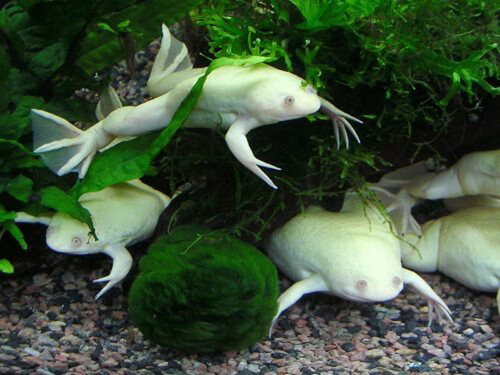 шпорцевые лягушки в аквариуме