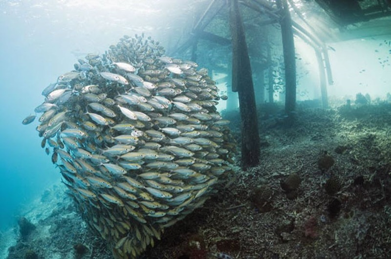 Подводный мир Стива Блума (фотографии)