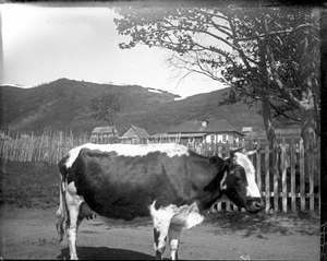 Петропавловск-Камчатский. Корова, Камчатка, 1900