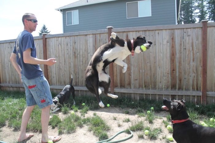 Три собаки, 60 теннисных мячей и пингвинчики   забавные фотографии