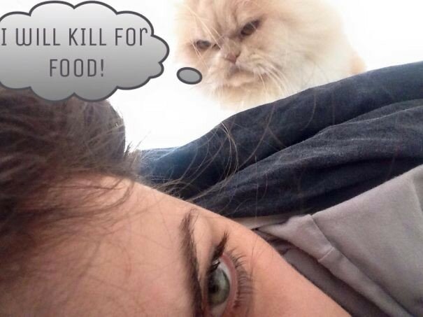 Просто кошмар… Ваш кот хочет вас убить!