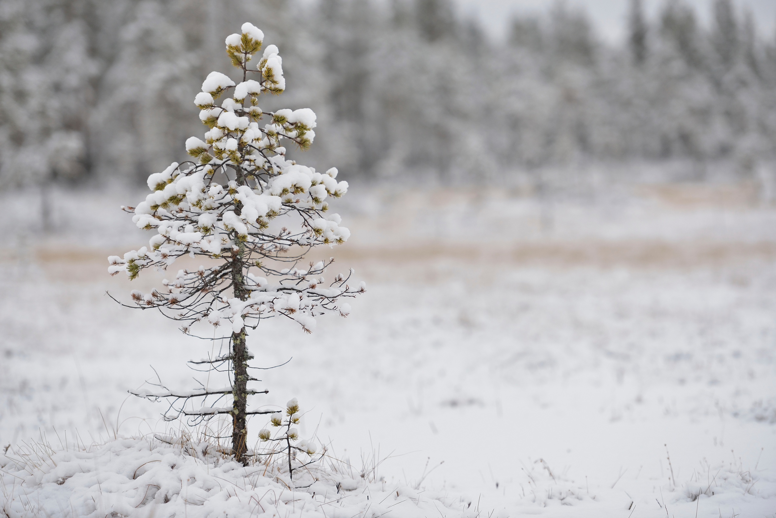 Хвойные в снегу. Сосна зимой. Зимнее дерево. Сосны в снегу. Маленькая сосна в снегу.