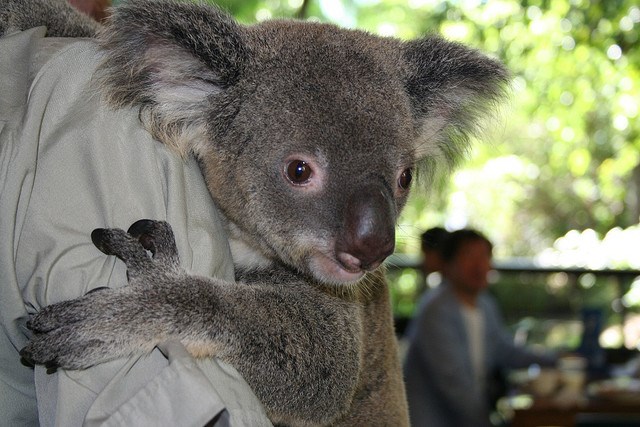 Как выглядит мокрый коала