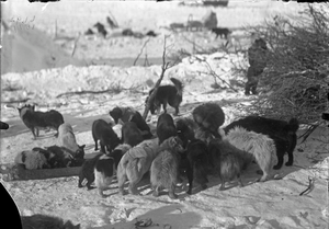 Кормление собак, Сибирь, 1901