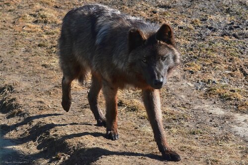 Чёрный волк на весенней пробежке.