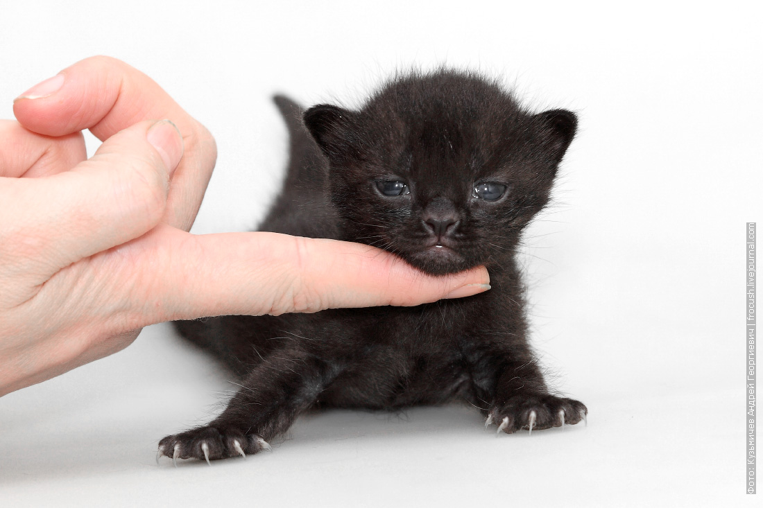 Маленькие кошки купить. Бомбейская кошка котята 1 месяца. Черный котенок. Маленький черный котенок. Черный котенок 1 месяц.