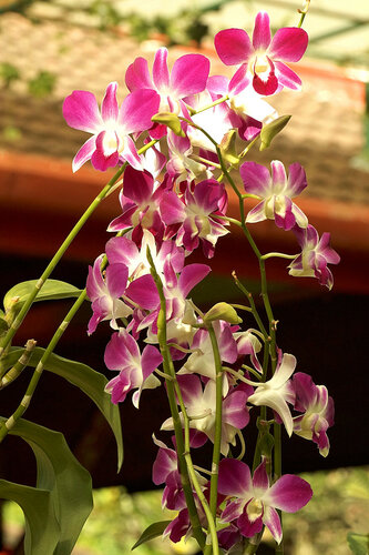 Орхидеи в Таиланде повсюду