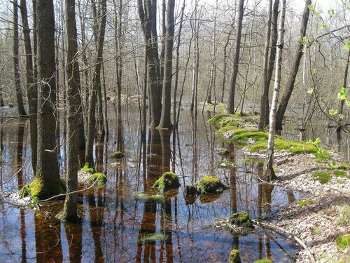 Вешние воды в лесу