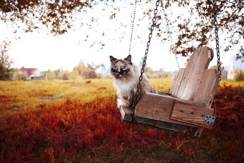 Осенний привет с котиком
