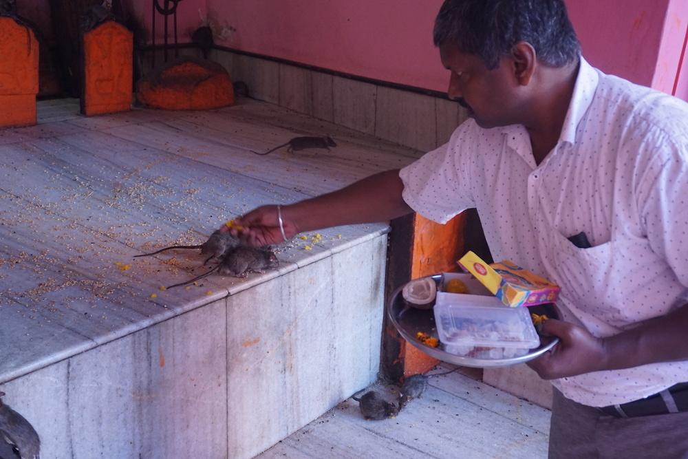 Храм Святых Крыс в Индии