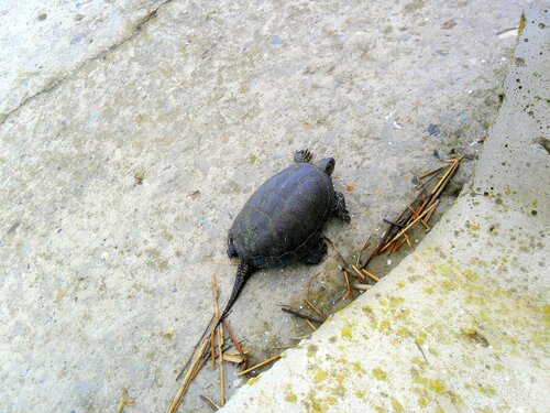 Черепаха на бетоне, сентябрь, Азовское побережье, осенние картинки