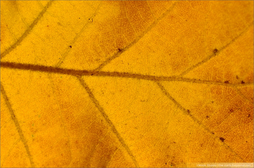 Легкий желтый лист. Желтый лист под микроскопом. Желтые листочки. Лист желтый крупно. Листочки желтые треугольные.