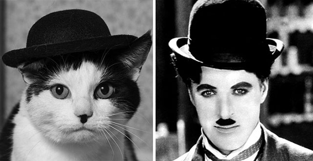 Кот двойник Чаплина