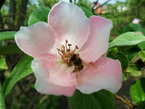 Пчела на цветке айвы!