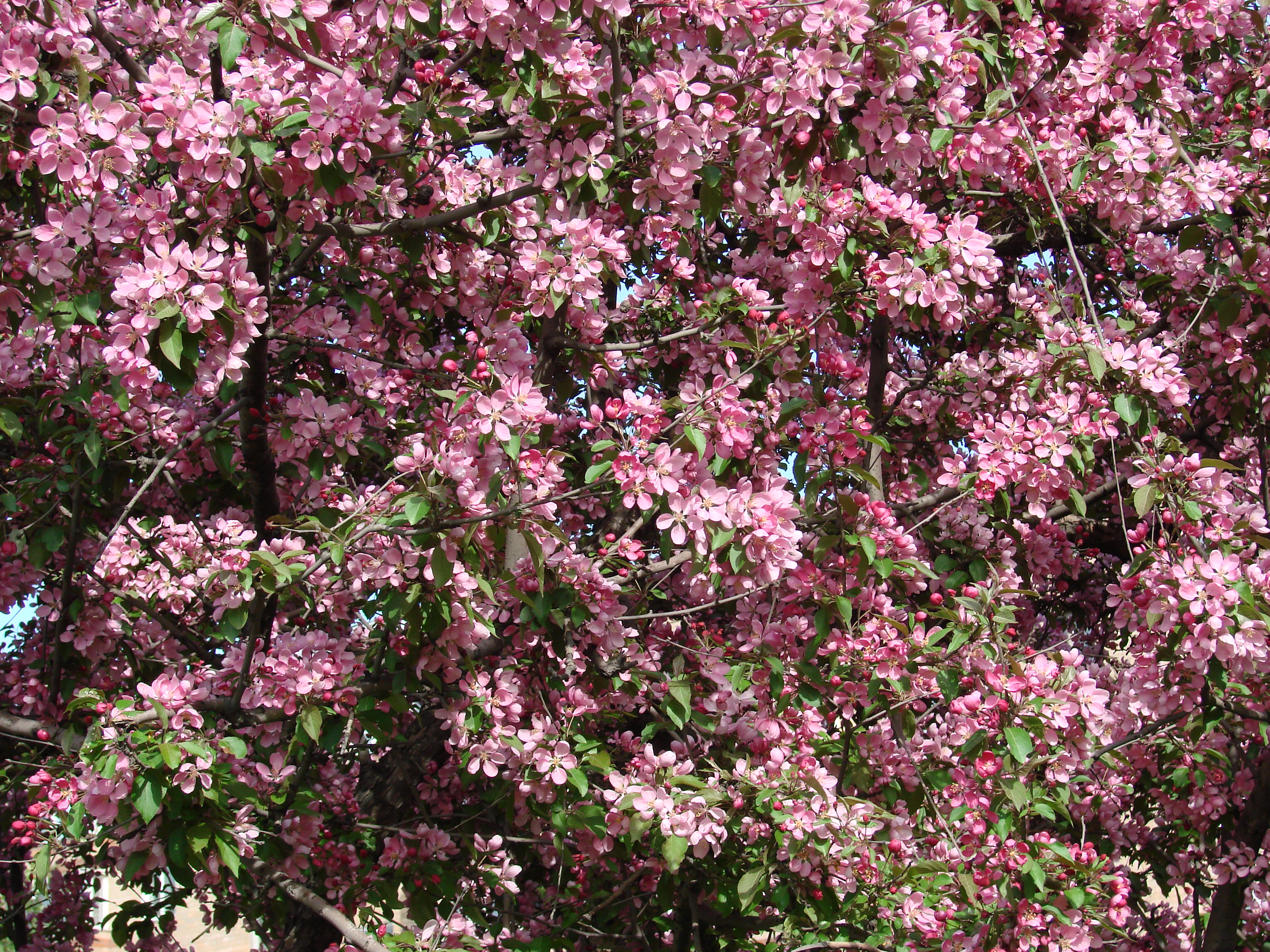 Цветет розовыми цветочками. Декоративная яблоня розовоцветущая. Яблоня декоративная японская сакцура. Яблоня Профьюжн. Яблоня Пинк цветение.