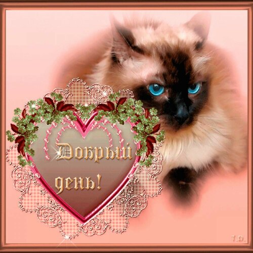 Восхитительная открытка «Добрый день!» с котятами - Самые красивые и оригинальные живые открытки для любого праздника для вас
