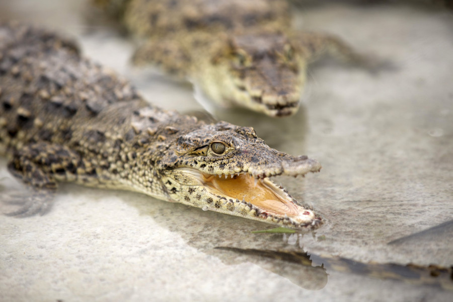 Кубинские крокодилы (16 фото)