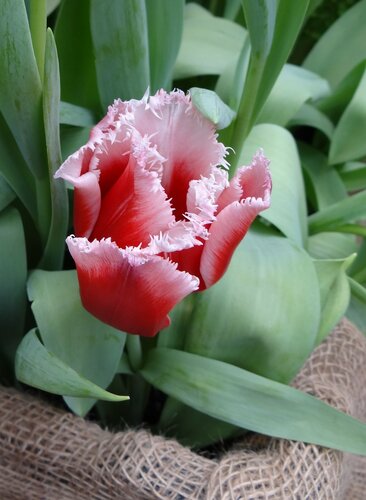 Очарование тюльпана