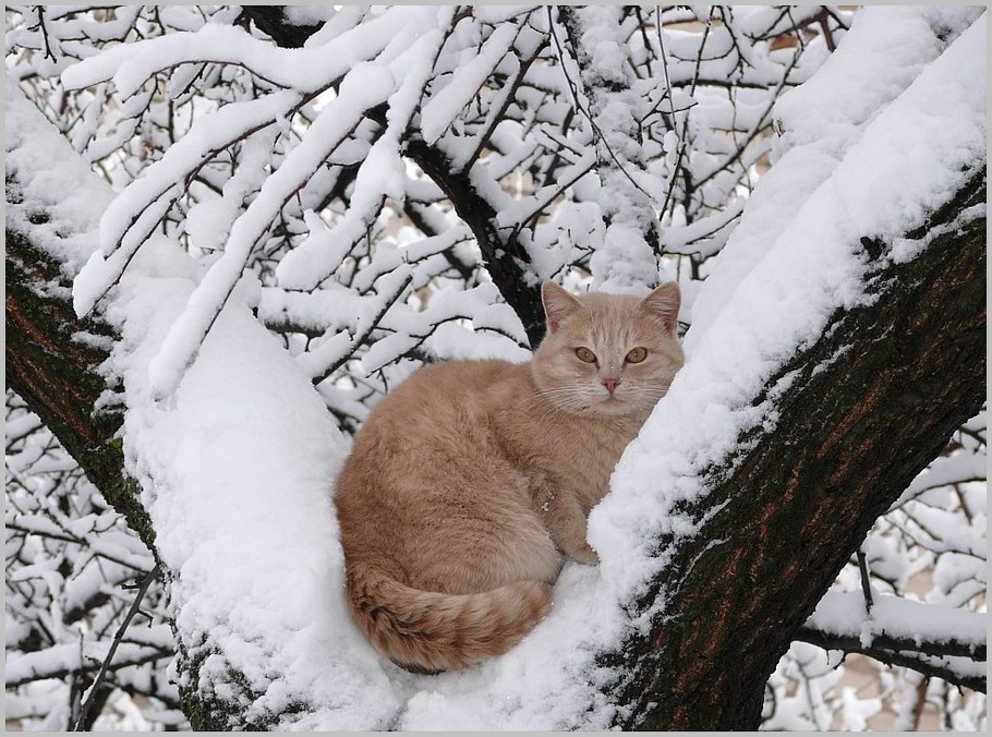 С зимой с первым снегом. Первый снег. С первым снегом картинки. С началом зимы кошка. Осень первый снег животные.