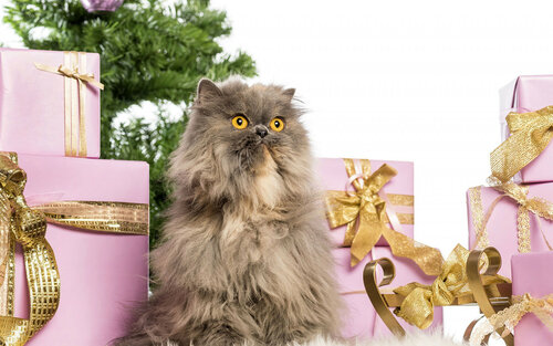 Великолепная Новогодняя открытка с поздравлением в год кота и кролика

