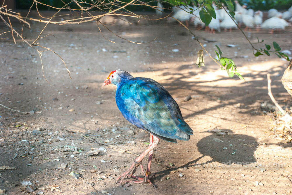 Парк птиц в Чайнате