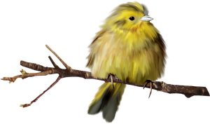 птички желтые
