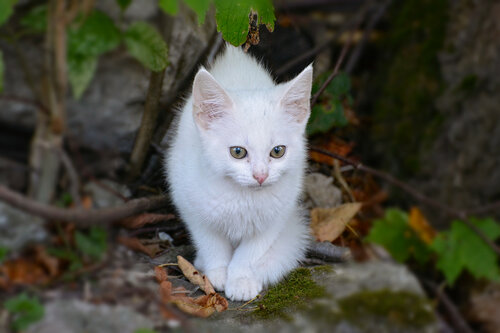 беленький котенок