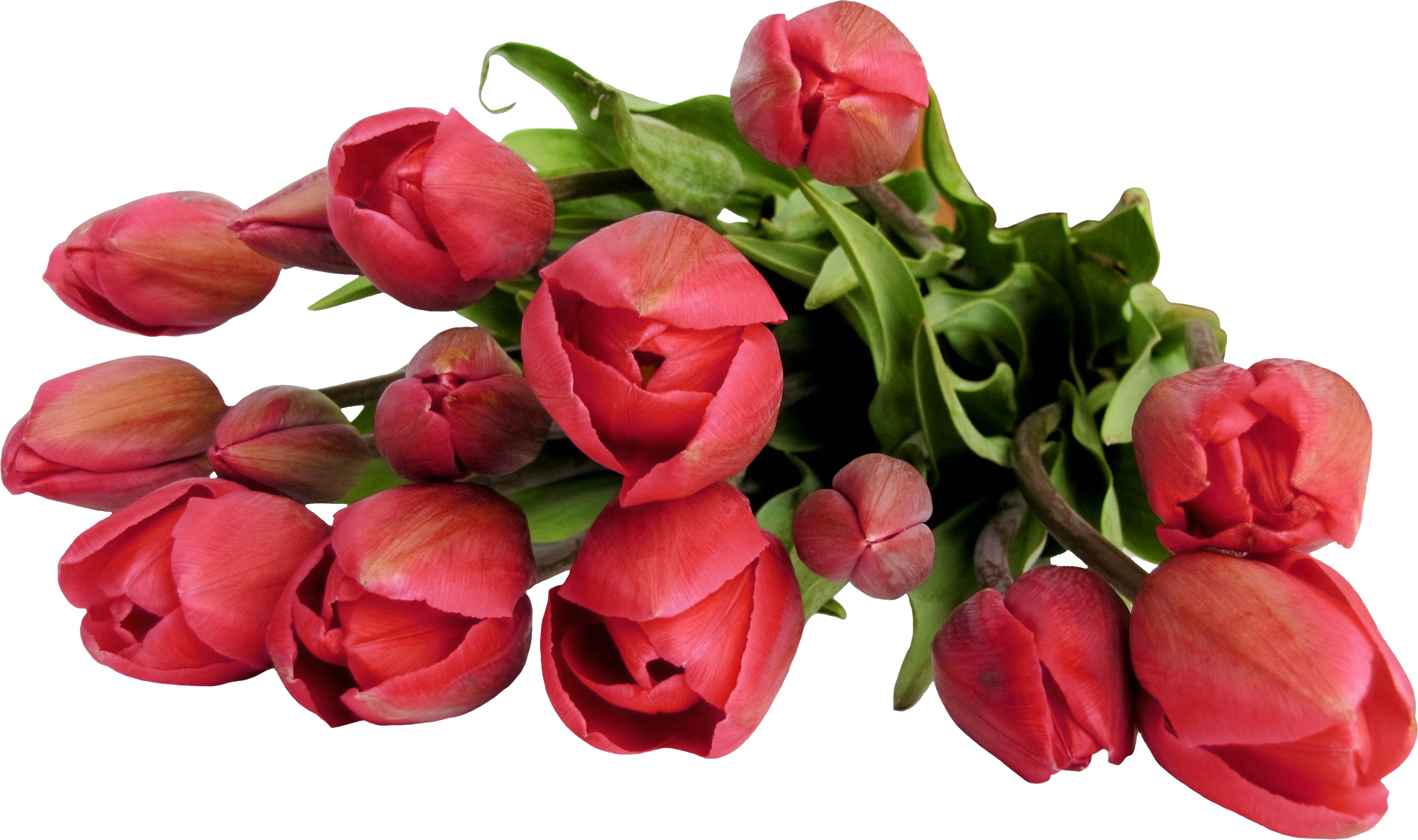 Тюльпаны png на прозрачном. Цветы тюльпаны. Букет тюльпанов. Цветы на прозрачном фоне. Тюльпаны на прозрачном фоне.