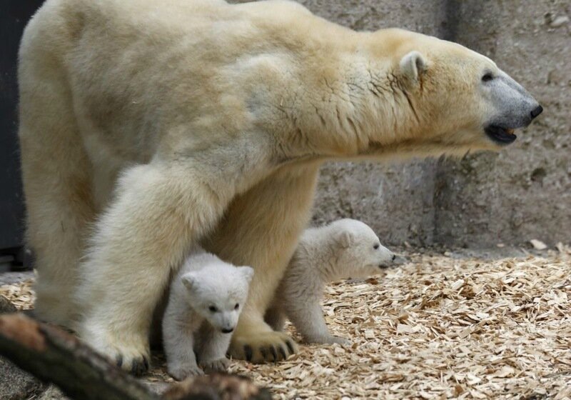 Милые белые медвежата в зоопарке Tierpark Hellabrunn