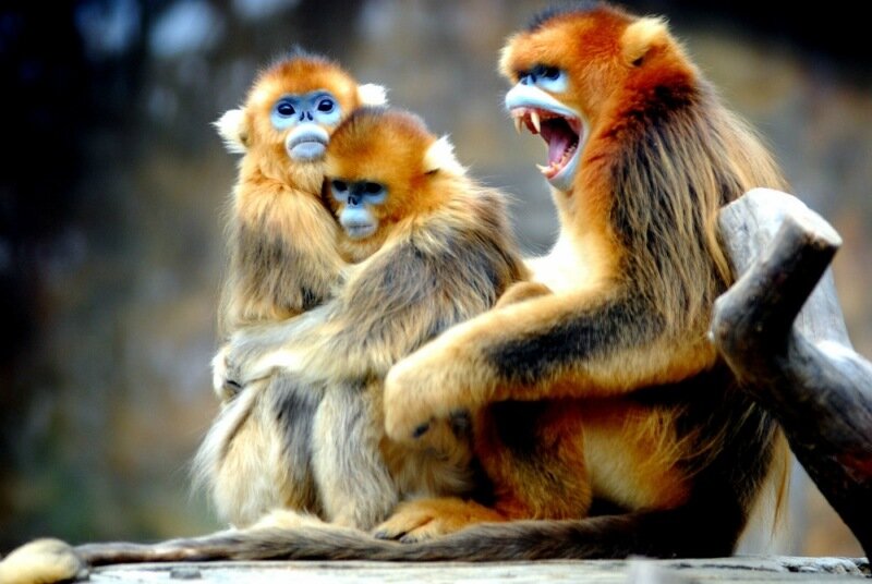 Золотые обезьянки   невероятно красивый вид обезьян со склонов вулкана Центральной Африки