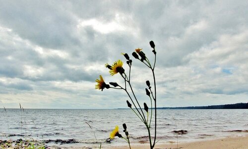 Одинокий цветок на берегу озера